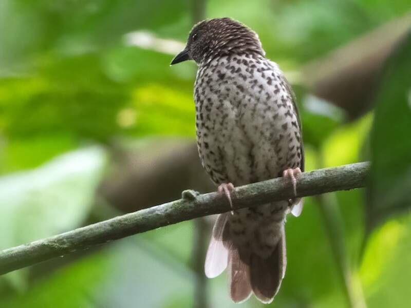 Red-fronted Antpecker, Photos 4