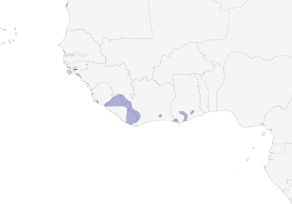 Red-fronted Antpecker, Distribution 1