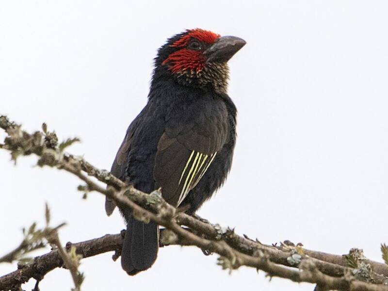 Red-faced Barbet, 照片 4