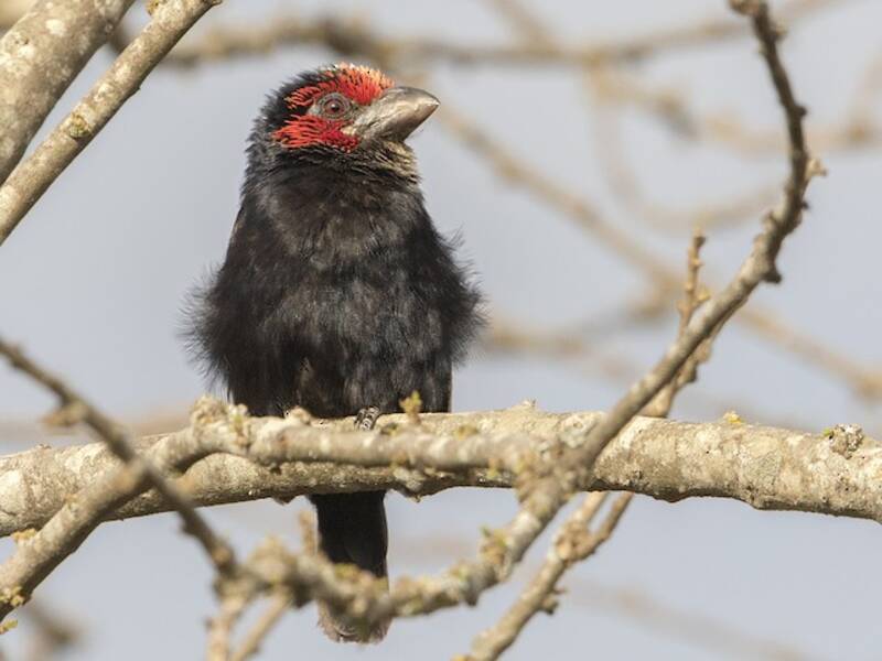 Red-faced Barbet, 照片 3