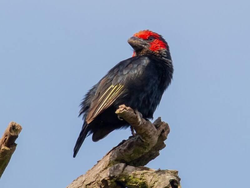 Red-faced Barbet, 照片 2