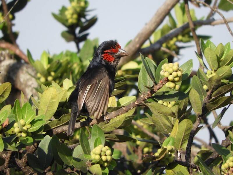 Red-faced Barbet