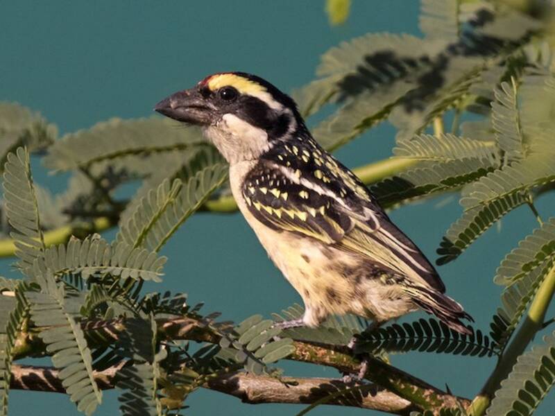 Red-fronted Barbet