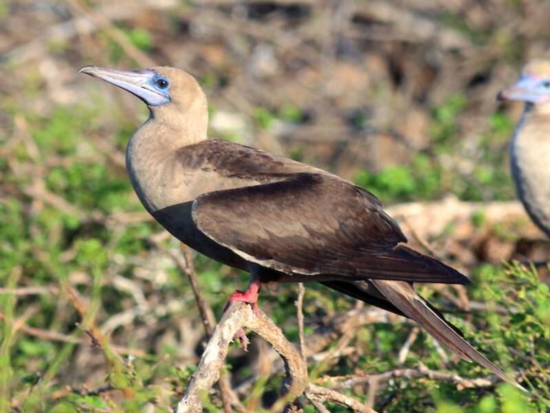 Red-footed Booby, 照片 3