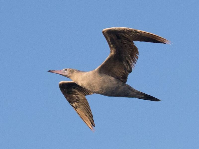 Red-footed Booby, 照片 2
