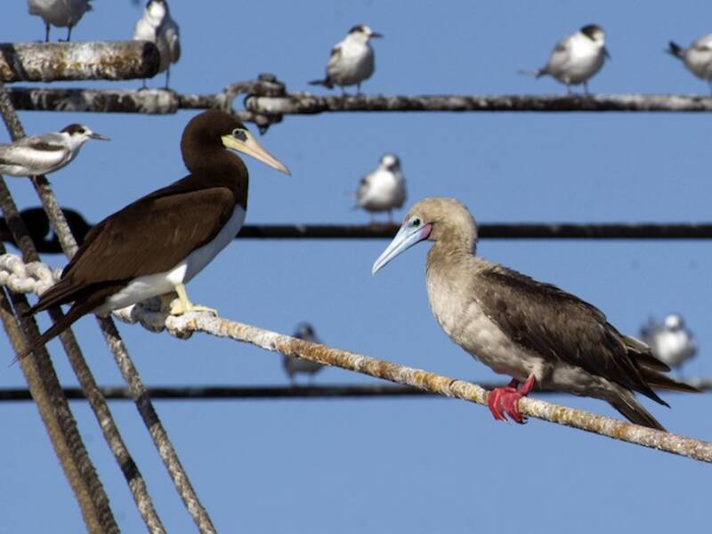Red-footed Booby, 照片 4