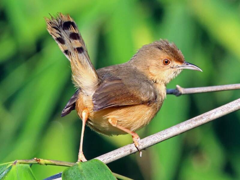 Red-faced Cisticola, Photos 4