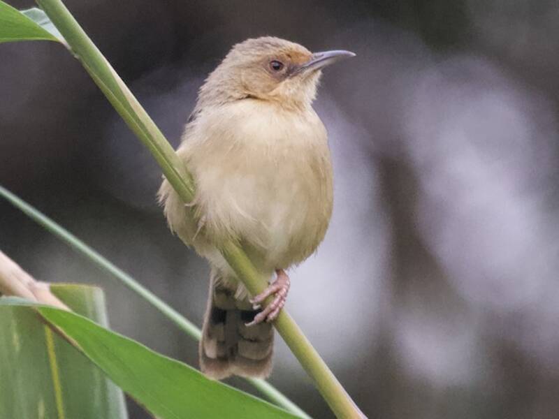 Red-faced Cisticola, Photos 2