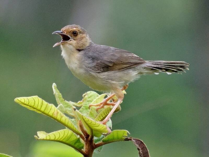 Red-faced Cisticola, Photos 3