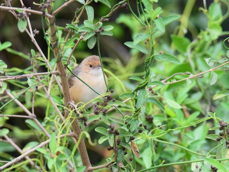 Red-faced Cisticola