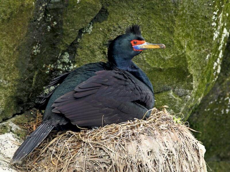 Cormoran à face rouge, Photos 3