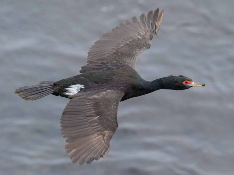 Cormoran à face rouge, Photos 4