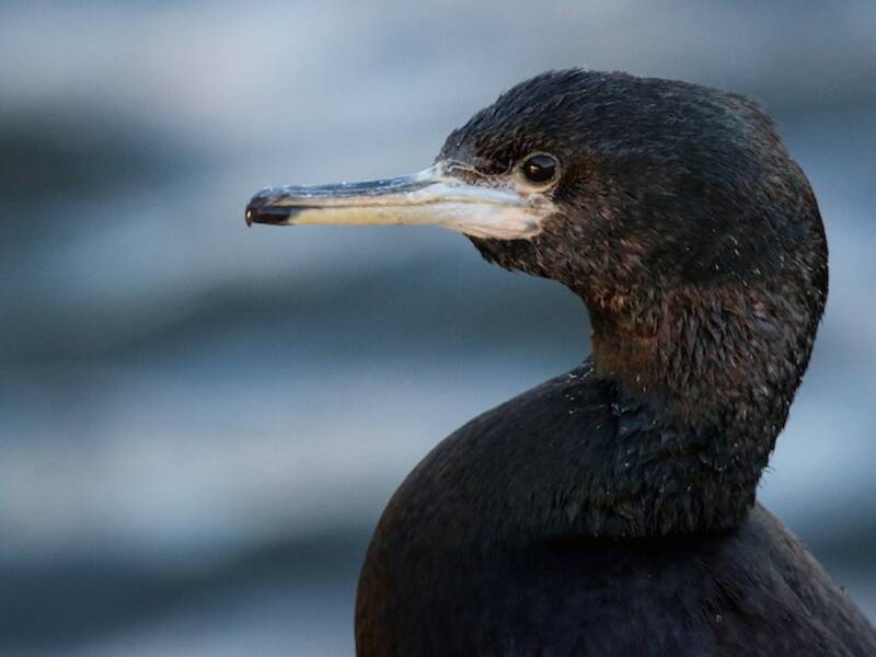 Cormoran à face rouge, Photos 2