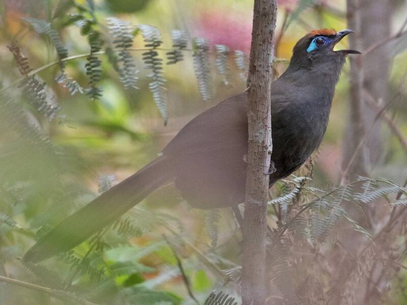 Red-fronted Coua, Photos 3