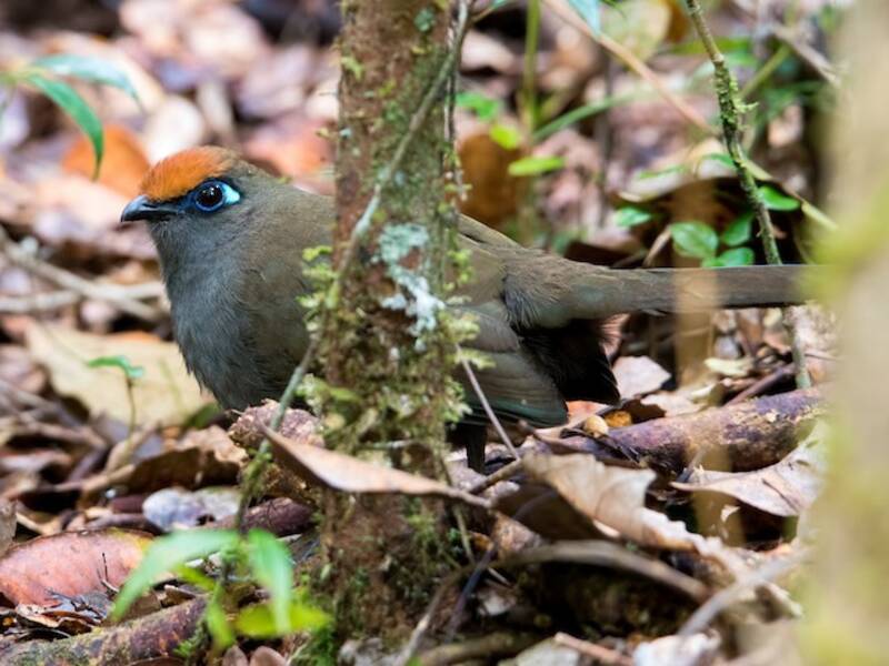 Red-fronted Coua