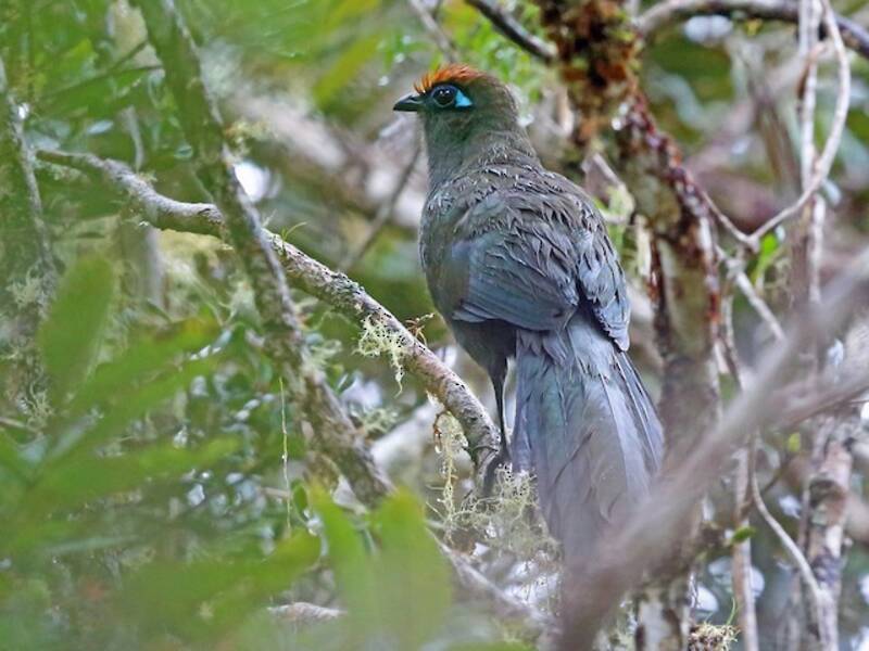 Red-fronted Coua, Photos 2