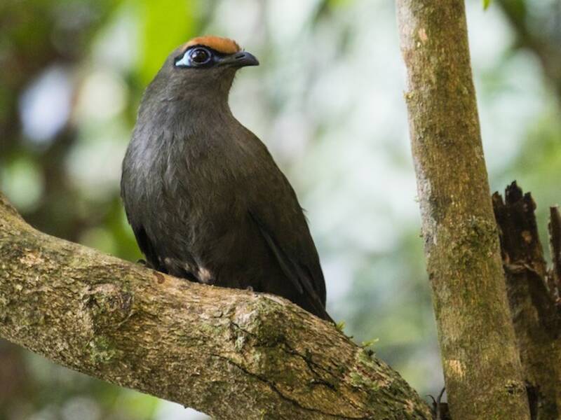 Red-fronted Coua, Photos 4
