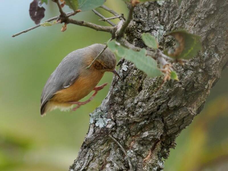 Crombec Carirrojo