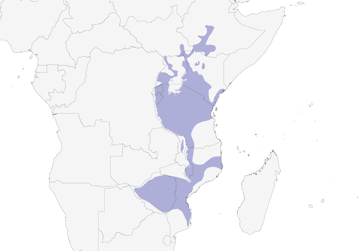 Crombec Carirrojo, Distribución 1