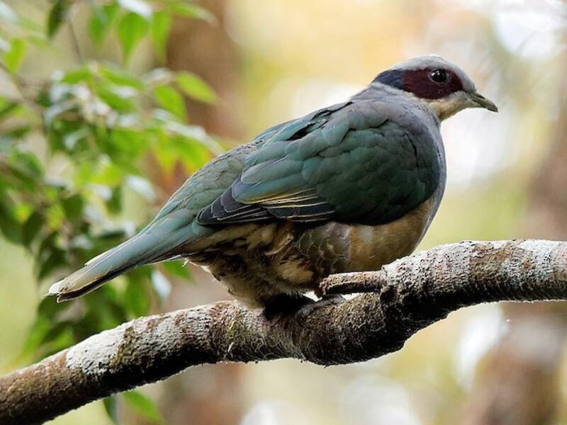 Red-eared Fruit-Dove, Photos 2