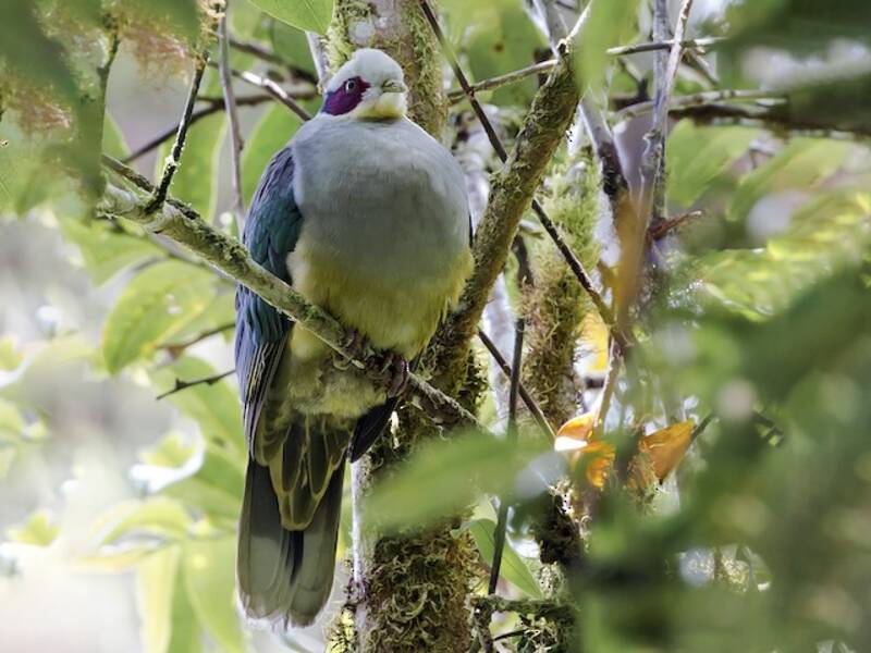 Red-eared Fruit-Dove, Photos 4