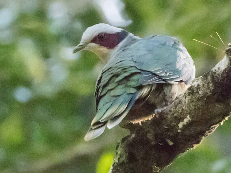 Red-eared Fruit-Dove, Photos 3