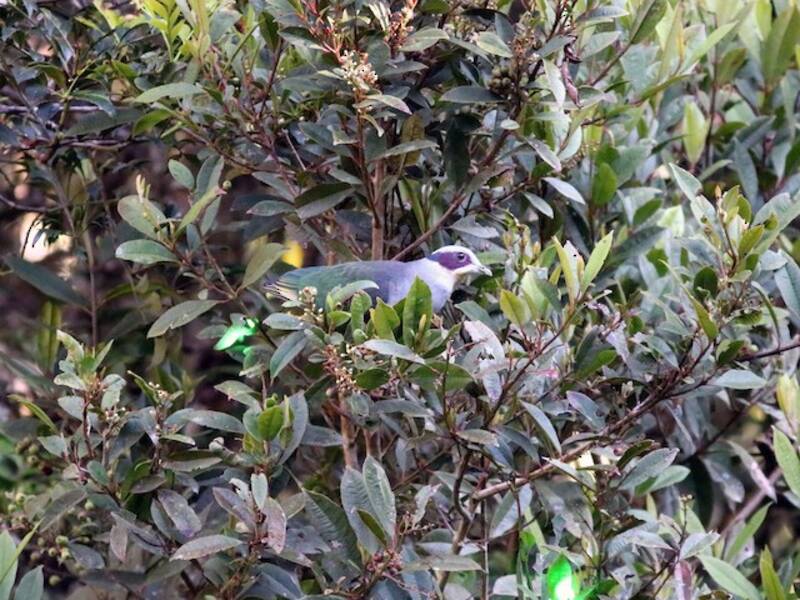 Red-eared Fruit-Dove, Photos 1