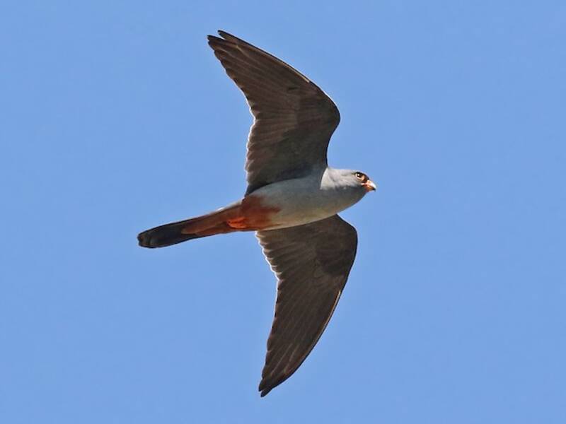 Falco cuculo
