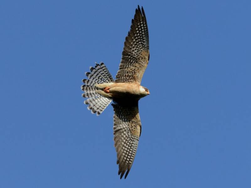 Rotfußfalke, Fotos 3