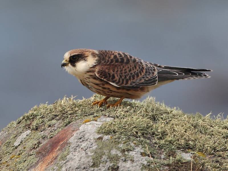 Rotfußfalke, Fotos 4