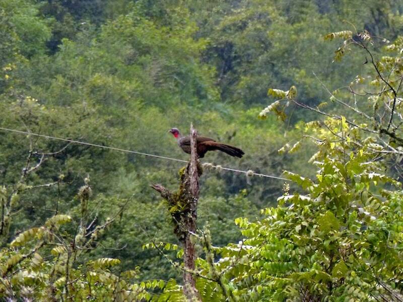 Pava de Cara Roja, Fotos 2