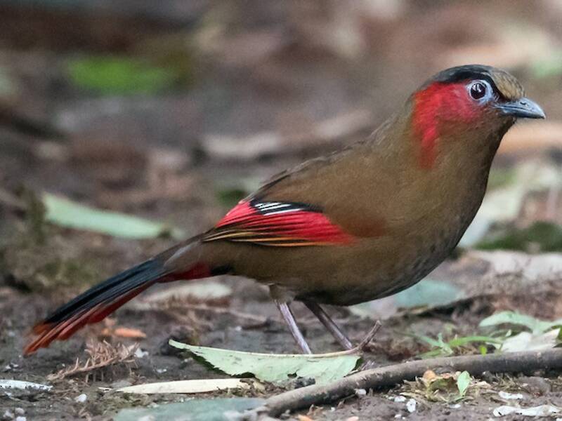 Liocichla facciarossa, Foto 3