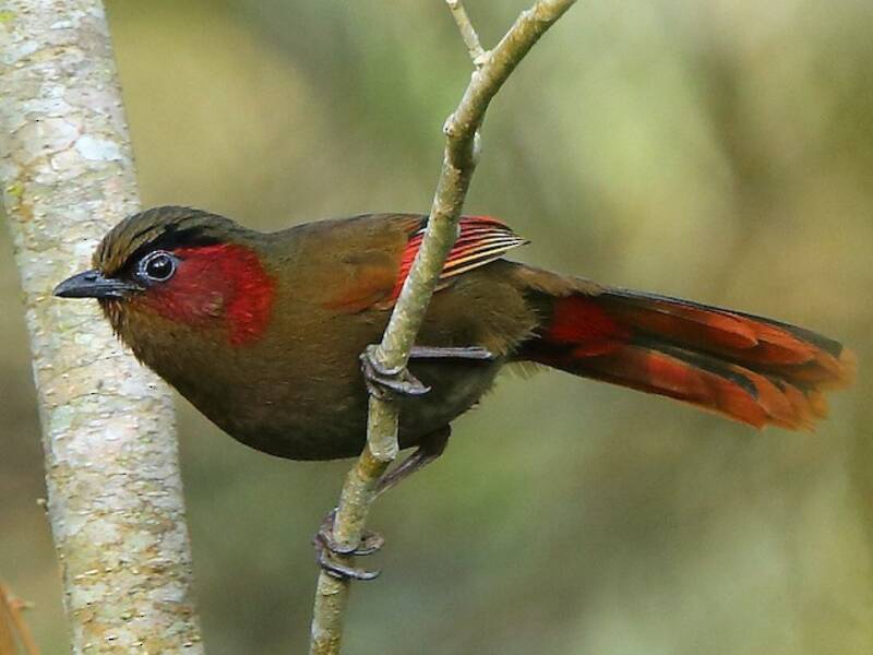 Liocichla facciarossa