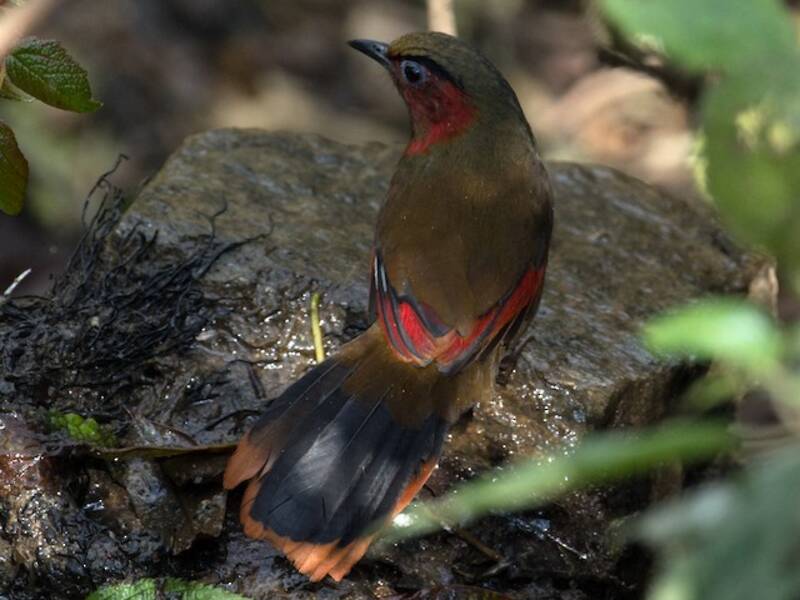 Liocichla facciarossa, Foto 2
