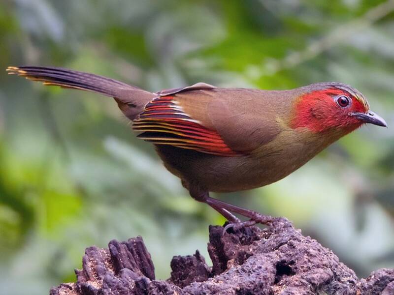 Scarlet-faced Liocichla, Photos 3