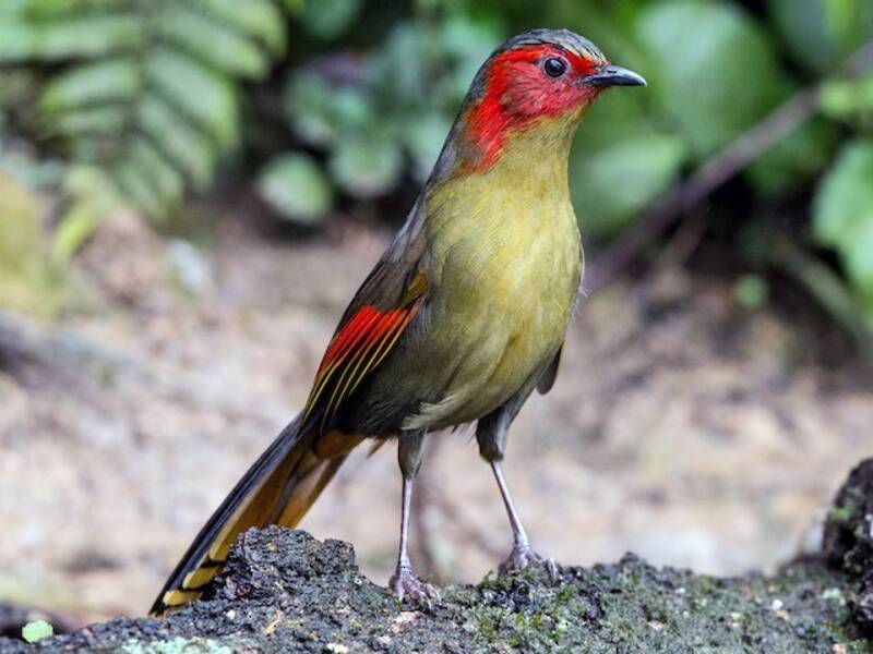 Scarlet-faced Liocichla