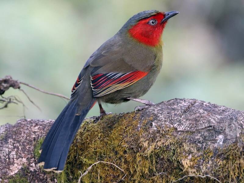 Scarlet-faced Liocichla, Photos 2