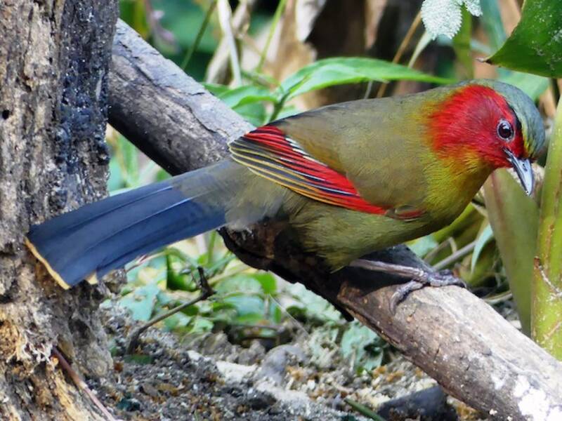 Scarlet-faced Liocichla, Photos 4