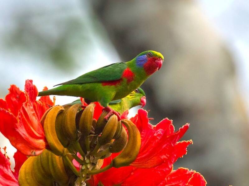 Lorito de flancos rojos, Fotos 4