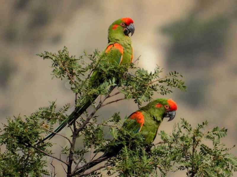 Red-fronted Macaw