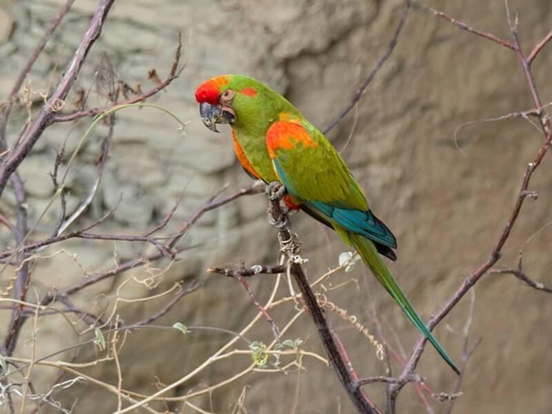 Red-fronted Macaw, 照片 3