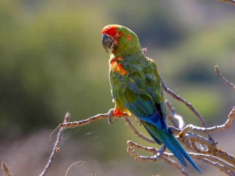 Red-fronted Macaw, 照片 2
