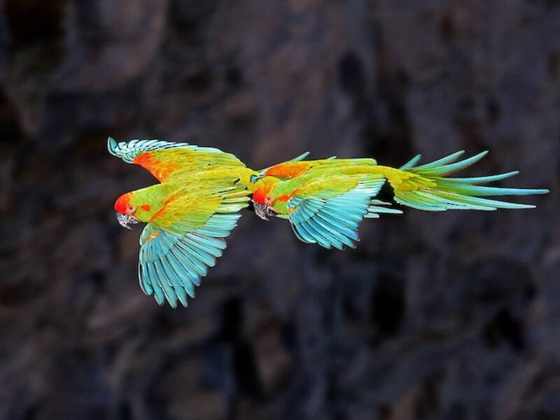 Red-fronted Macaw, 照片 4