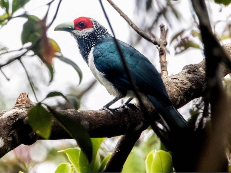 Malcoha Carirrojo - Phaenicophaeus pyrrhocephalus