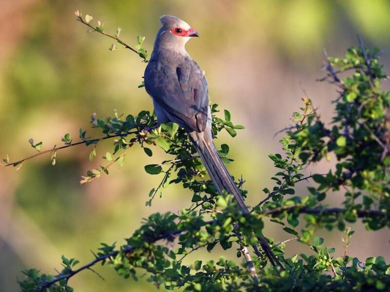 Red-faced Mousebird, 照片 3