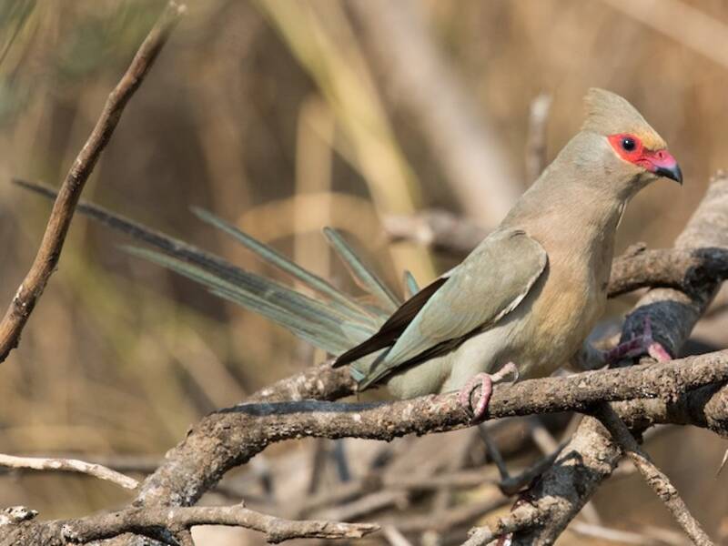 Red-faced Mousebird, 照片 4