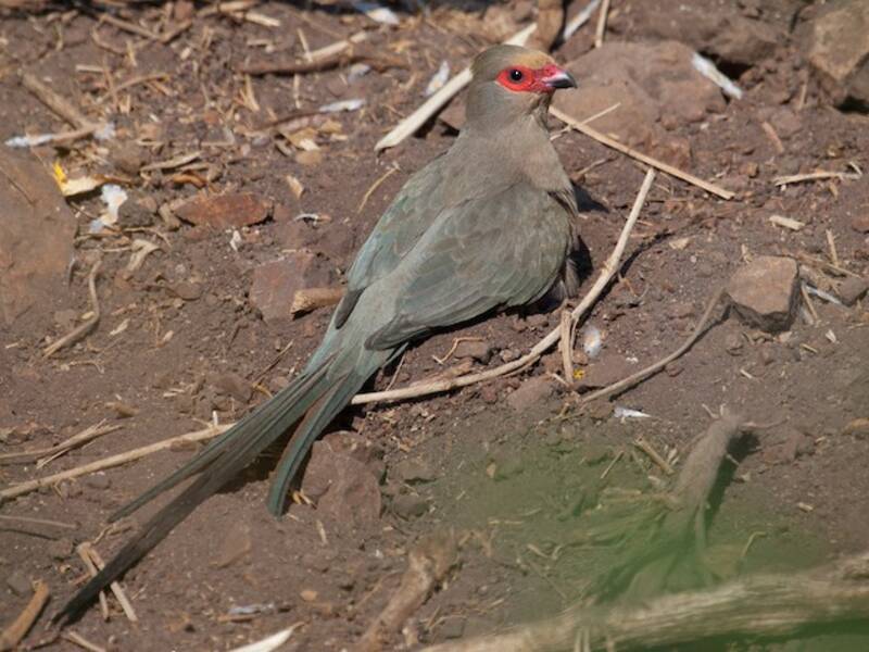 Red-faced Mousebird