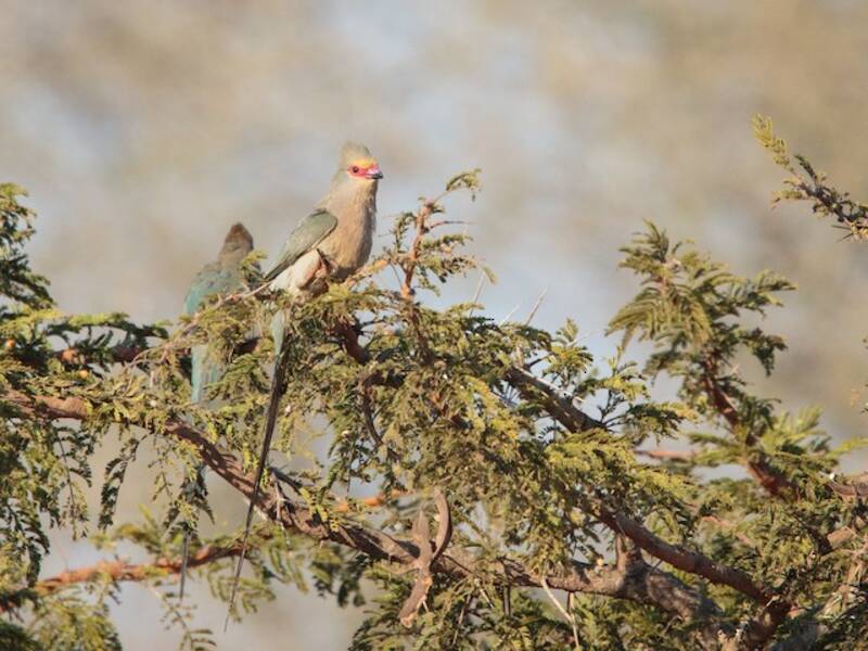 Red-faced Mousebird, 照片 2