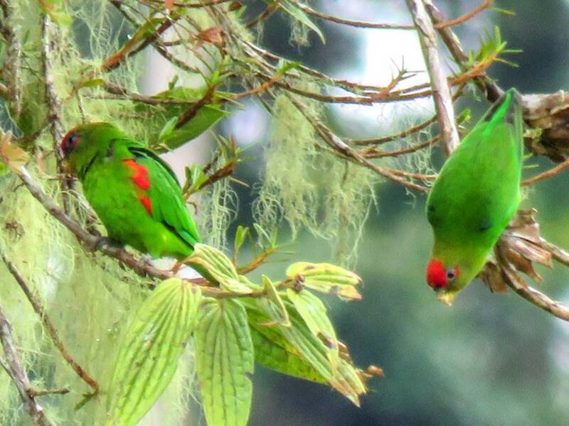 Red-fronted Parrotlet