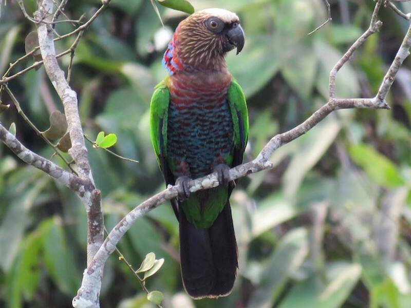 Loro Abanicorojo, Fotos 3